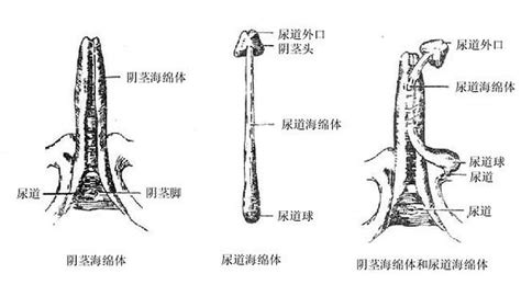 男生陰莖|人體解剖學/男性生殖器